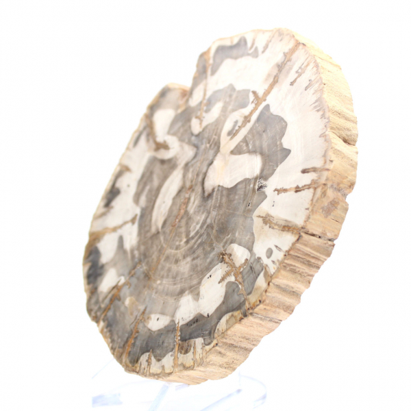 Tranche de bois pétrifié poli, spécimen fossile d'arbre, Madagascar Tranche de bois pétrifié poli, spécimen fossile d'arbre, Madagascar