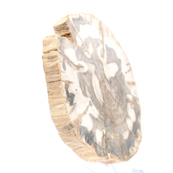 Tranche de bois pétrifié poli, spécimen fossile d'arbre, Madagascar Tranche de bois pétrifié poli, spécimen fossile d'arbre, Madagascar