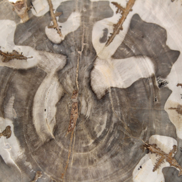 Tranche de bois pétrifié poli, spécimen fossile d'arbre, Madagascar Tranche de bois pétrifié poli, spécimen fossile d'arbre, Madagascar