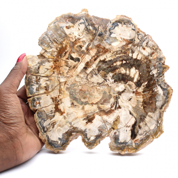 Bois fossilisé (tranche), ornement poli, pièce de collection, Madagascar Bois fossilisé (tranche), ornement poli, pièce de collection, Madagascar