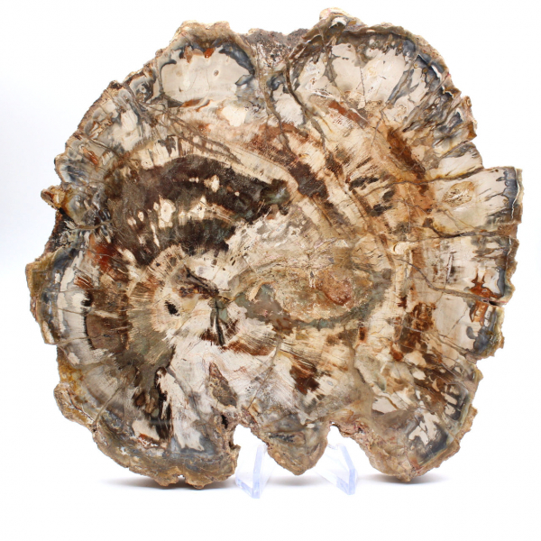 Bois fossilisé (tranche), ornement poli, pièce de collection, Madagascar Bois fossilisé (tranche), ornement poli, pièce de collection, Madagascar