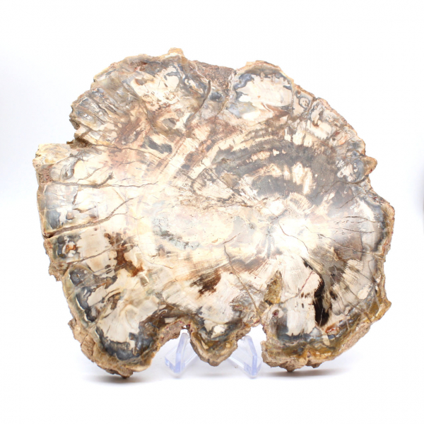 Bois fossilisé (tranche), ornement poli, pièce de collection, Madagascar Bois fossilisé (tranche), ornement poli, pièce de collection, Madagascar