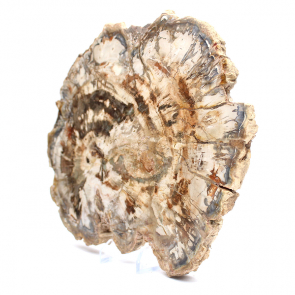 Bois fossilisé (tranche), ornement poli, pièce de collection, Madagascar Bois fossilisé (tranche), ornement poli, pièce de collection, Madagascar