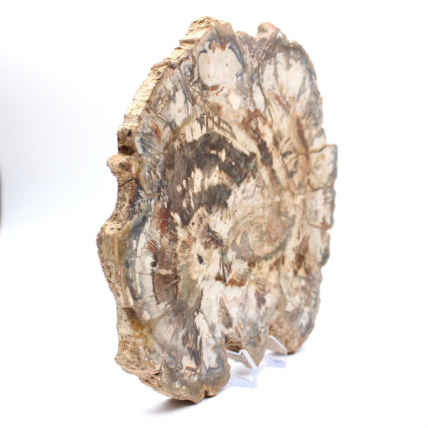 Bois fossilisé (tranche), ornement poli, pièce de collection, Madagascar Bois fossilisé (tranche), ornement poli, pièce de collection, Madagascar