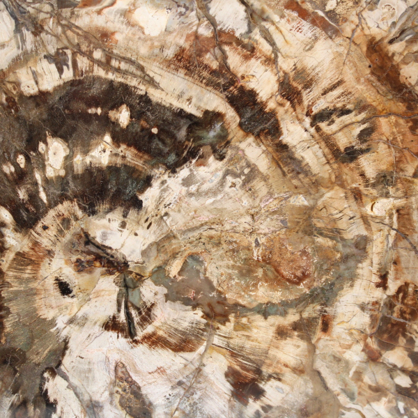 Bois fossilisé (tranche), ornement poli, pièce de collection, Madagascar Bois fossilisé (tranche), ornement poli, pièce de collection, Madagascar