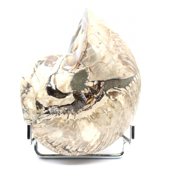 Ammonite de Collection Polie de Madagascar - Authenticité Spécimen de Décoration