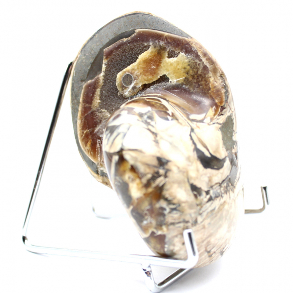 Ammonite de Collection Polie de Madagascar - Authenticité Spécimen de Décoration