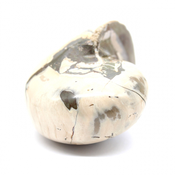 Spécimen d'Ammonite de Madagascar - Fossile Poli pour Collectionneur