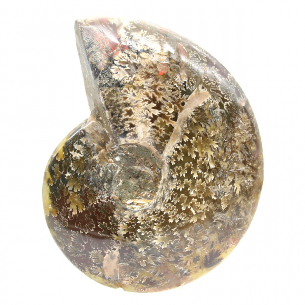 Ammonite Fossile Polie de Madagascar - Spécimen Étroit et Élancé