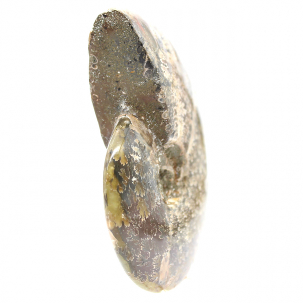 Ammonite Fossile Polie de Madagascar - Spécimen Étroit et Élancé