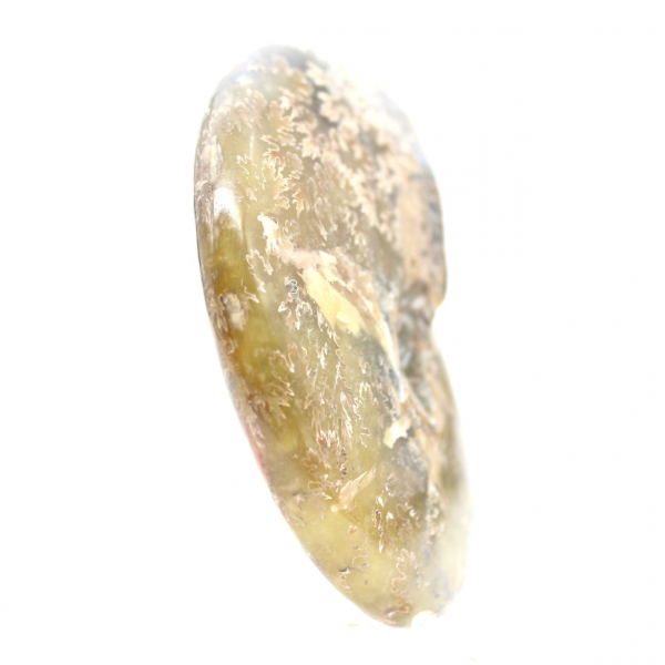 Ammonite Fossile Polie de Madagascar - Spécimen Étroit et Élancé