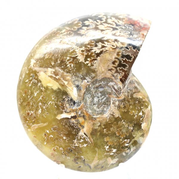 Ammonite Fossile Polie de Madagascar - Spécimen Étroit et Élancé