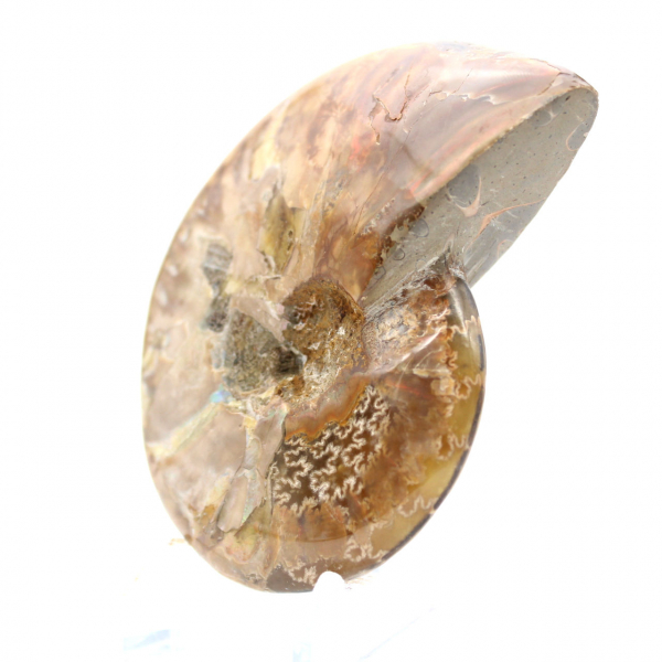 Fossile d'Ammonite Polie - Pierre Naturelle de Madagascar à Collectionner