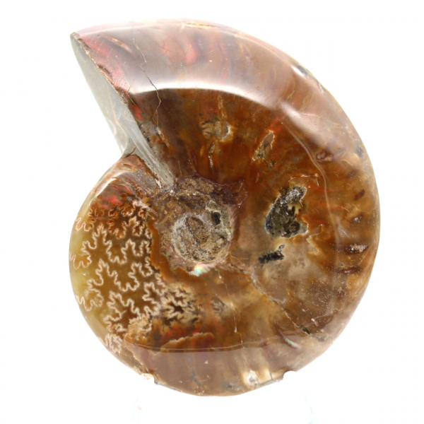 Fossile d'Ammonite Polie - Pierre Naturelle de Madagascar à Collectionner