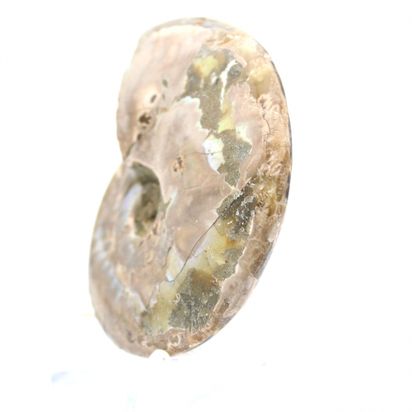 Ammonite Fossile Polie - Décoration et Science Paléontologique