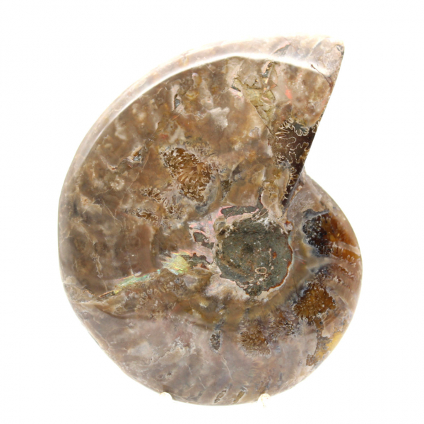 Ammonite Fossile Polie - Magnifique Pierre Naturelle pour Décoration