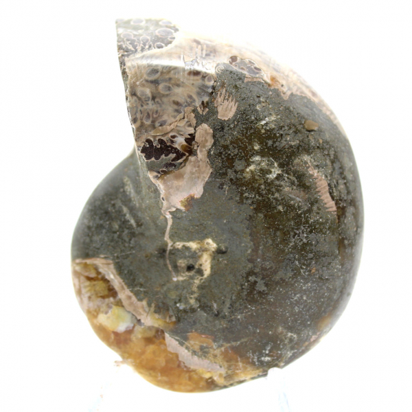 Ammonite Fossile Polie de Qualité - Pièce de Décoration Naturelle