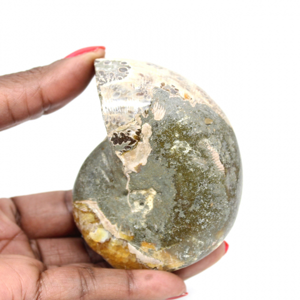 Ammonite Fossile Polie de Qualité - Pièce de Décoration Naturelle