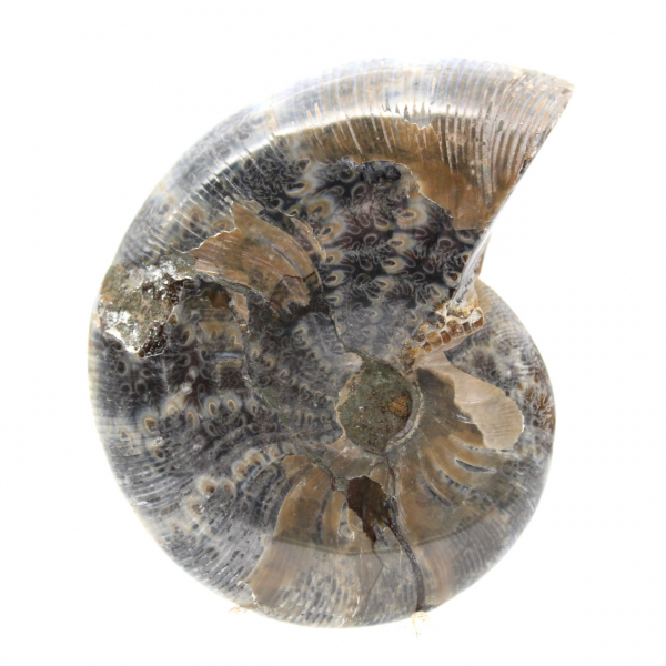 Ammonite Fossile Polie de Madagascar - Spécimen de Petite Taille