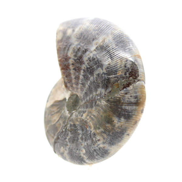 Ammonite Fossile Polie de Madagascar - Spécimen de Petite Taille