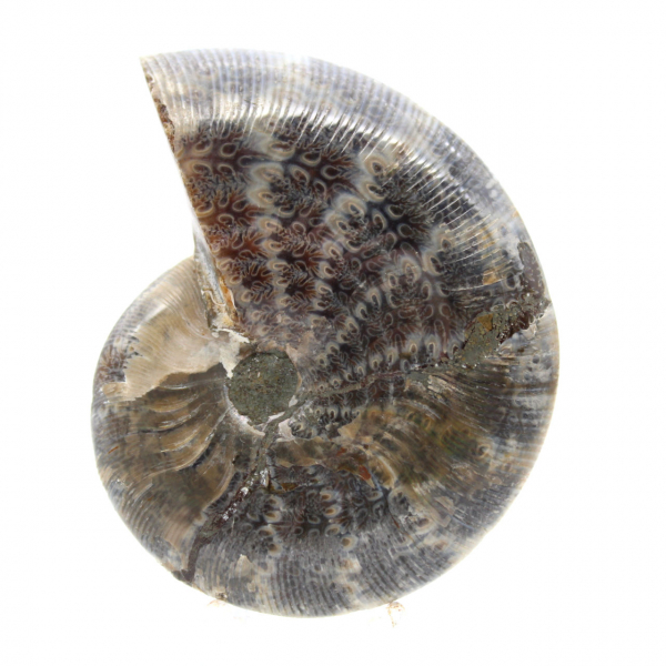 Ammonite Fossile Polie de Madagascar - Spécimen de Petite Taille