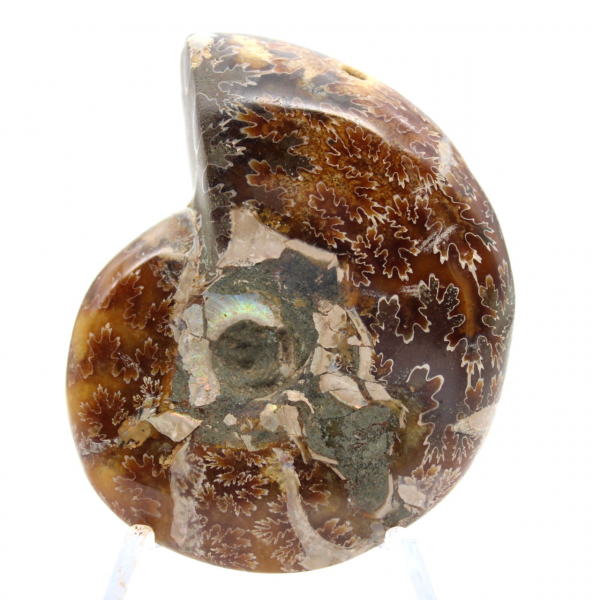 Petit Fossile d'Ammonite Polie de Madagascar - Authenticité Garantie