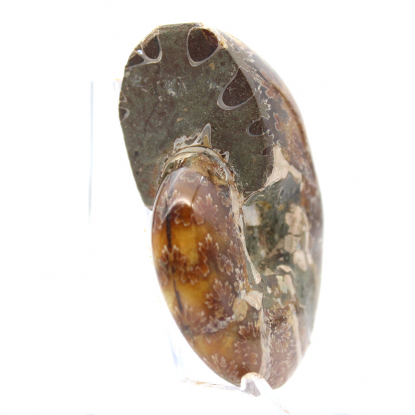 Petit Fossile d'Ammonite Polie de Madagascar - Authenticité Garantie