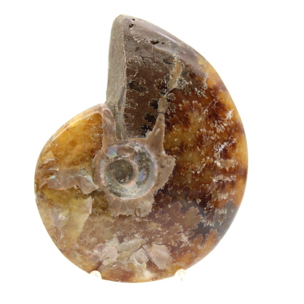 Ammonite Polie - Fossile de Madagascar pour Collection et Décoration (60g)