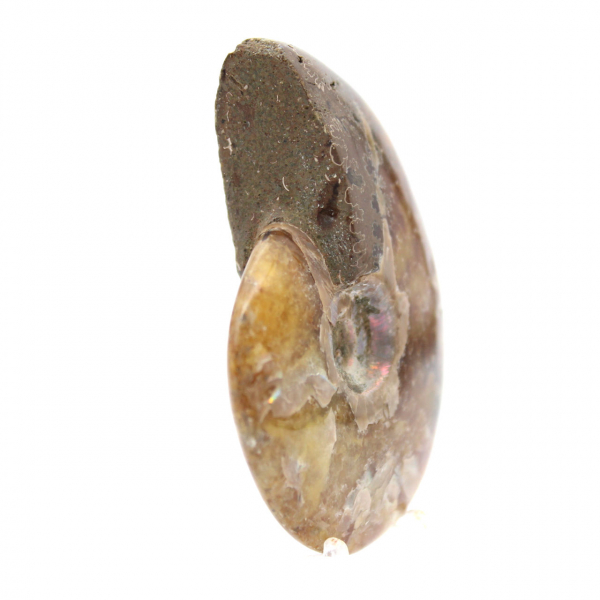 Ammonite Polie - Fossile de Madagascar pour Collection et Décoration (60g)