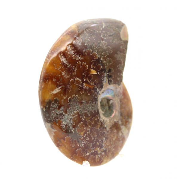 Ammonite Polie - Fossile de Madagascar pour Collection et Décoration (60g)