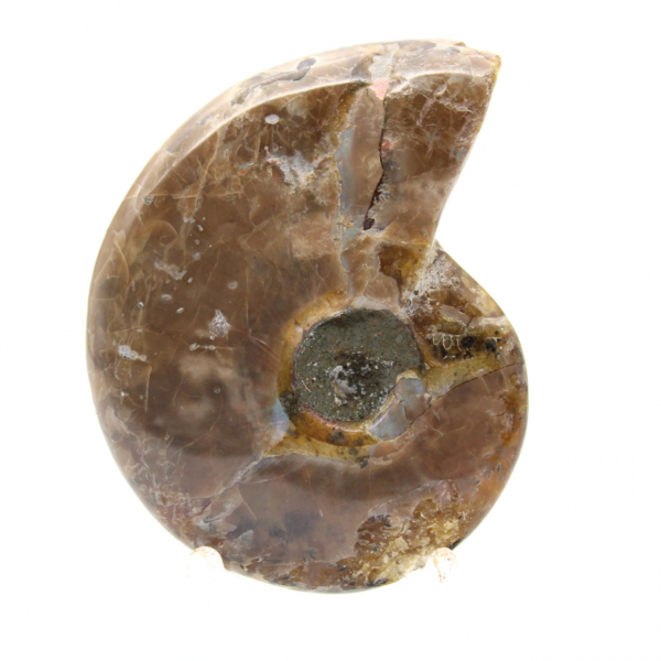Ammonite Polie la plus Petite - Fossile de Madagascar (35g)