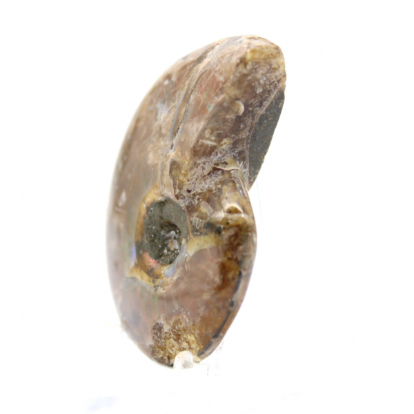 Ammonite Polie la plus Petite - Fossile de Madagascar (35g)