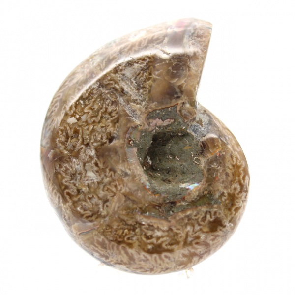 Ammonite Polie de Collection - Trésor Fossile de Madagascar (100g)
