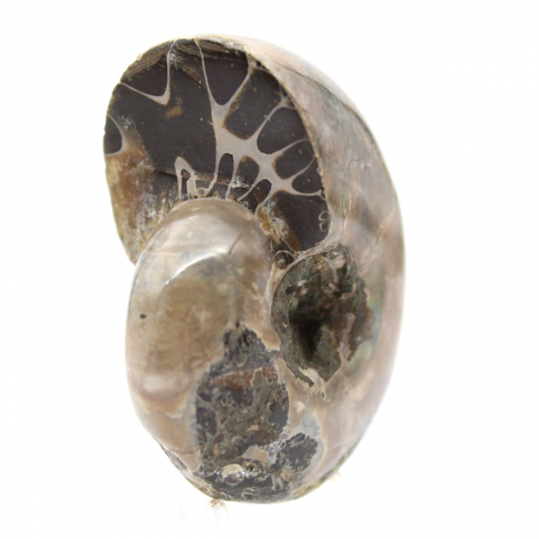 Ammonite Polie - Petit Spécimen de Collection de Madagascar (80g)