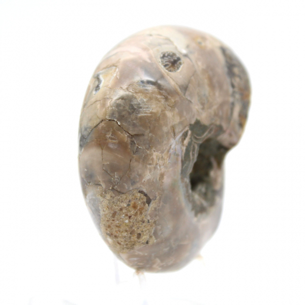 Ammonite Polie - Petit Spécimen de Collection de Madagascar (80g)