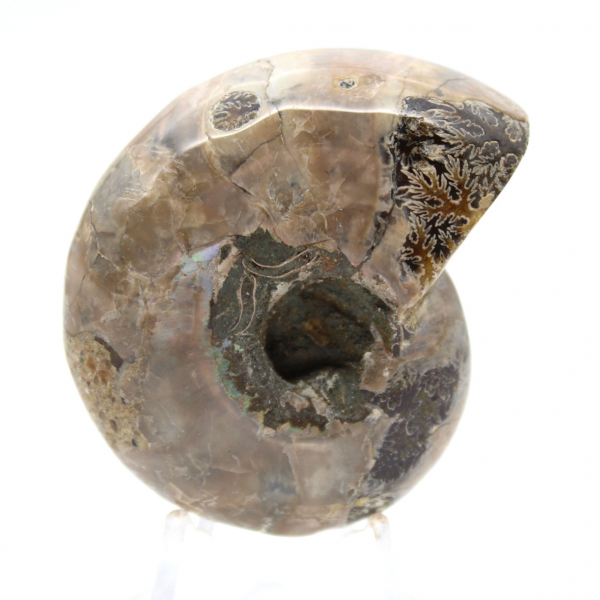 Ammonite Polie - Petit Spécimen de Collection de Madagascar (80g)