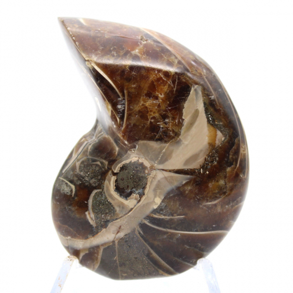 Ammonite Polie - Spécimen de Collection Étroit de Madagascar (120g)