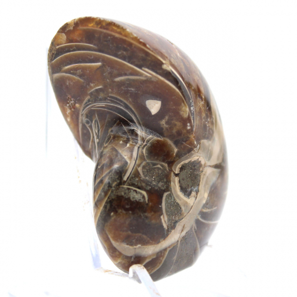 Ammonite Polie - Spécimen de Collection Étroit de Madagascar (120g)