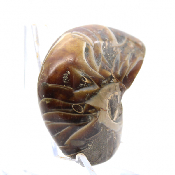 Ammonite Polie - Spécimen de Collection Étroit de Madagascar (120g)