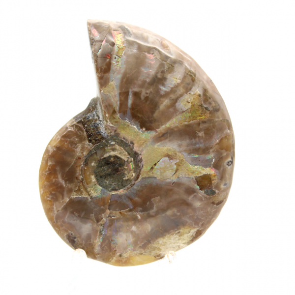 Ammonite Fossile Polie de Madagascar - Miniature de Collection (45g)