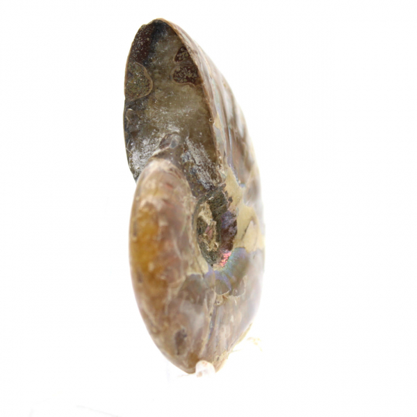 Ammonite Fossile Polie de Madagascar - Miniature de Collection (45g)