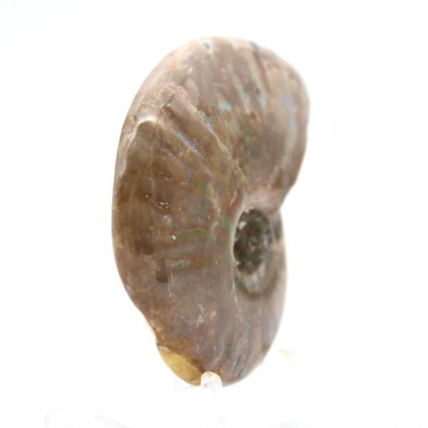 Ammonite Fossile Polie de Madagascar - Miniature de Collection (45g)