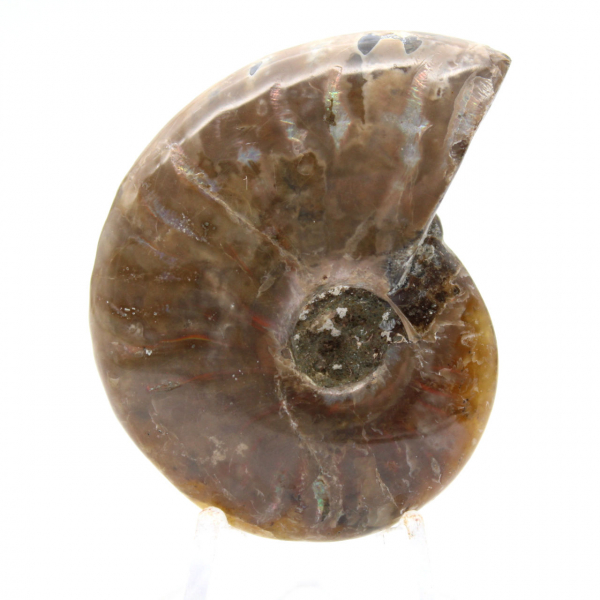 Ammonite Fossile Polie de Madagascar - Miniature de Collection (45g)