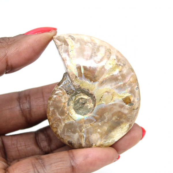 Ammonite Fossile Polie de Madagascar - Miniature de Collection (45g)