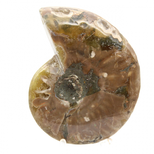Petit Fossile d'Ammonite Polie - Spécimen Authentique de Madagascar