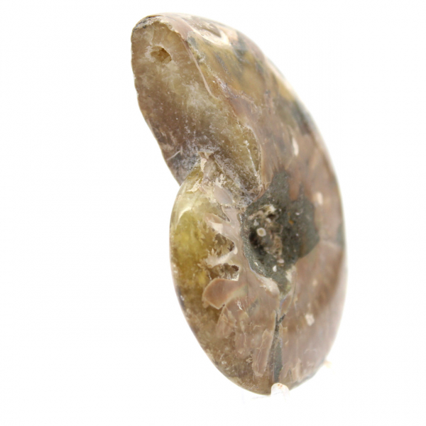 Petit Fossile d'Ammonite Polie - Spécimen Authentique de Madagascar