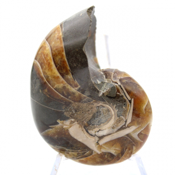 Ammonite Polie de Madagascar - Spécimen Compact pour Collectionneur