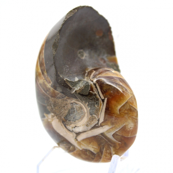 Ammonite Polie de Madagascar - Spécimen Compact pour Collectionneur