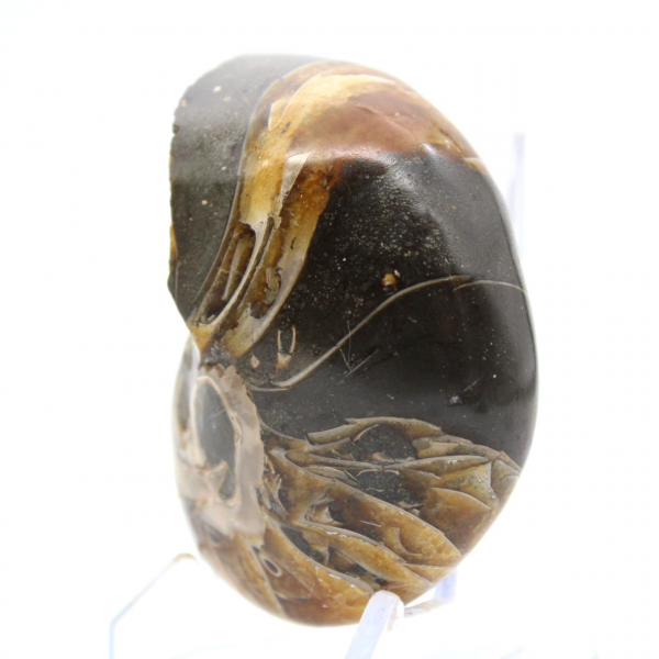 Ammonite Polie de Madagascar - Spécimen Compact pour Collectionneur