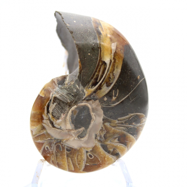 Ammonite Polie de Madagascar - Spécimen Compact pour Collectionneur